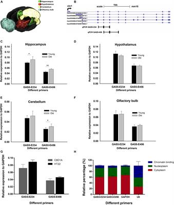 Functional Network of the Long Non-coding RNA Growth Arrest-Specific Transcript 5 and Its Interacting Proteins in Senescence